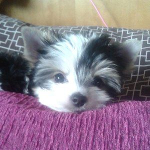 Meet your Posher, Diana